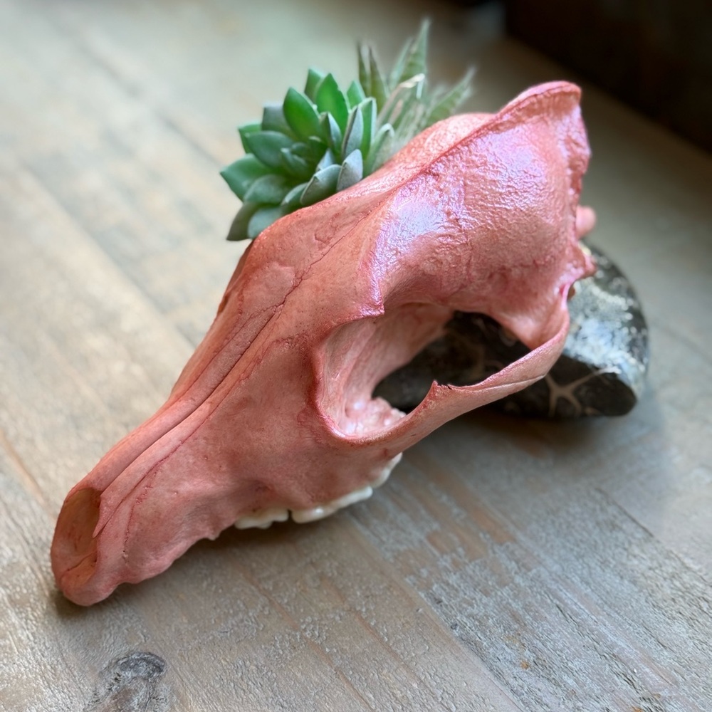 GENUINE COYOTE SKULL DECOR ODDITY - Picture 5 of 5